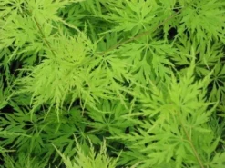 Planten Verkoopwinkel -Planten Verkoopwinkel acer p. seiryu