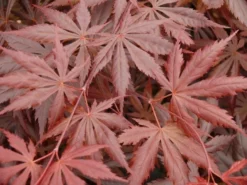 Japanse Esdoorn (Acer Palmatum 'Trompenburg') -Planten Verkoopwinkel acer p. trompenburg 1