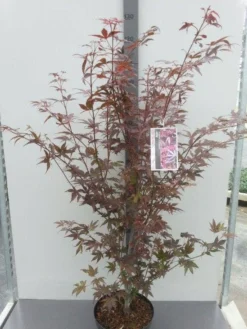 Japanse Esdoorn (Acer Palmatum 'Atropurpureum') -Planten Verkoopwinkel acer palm. atropurpureum c10