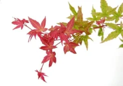 Japanse Esdoorn (Acer Palmatum 'Beni-maiko') -Planten Verkoopwinkel acer palm. beni maiko zoom 1