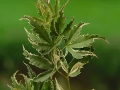 Japanse Esdoorn (Acer Palmatum 'Butterfly') -Planten Verkoopwinkel acer palm. butterfly 1