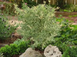 Japanse Esdoorn (Acer Palmatum 'Butterfly') -Planten Verkoopwinkel acer palm. butterfly 2