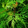 Japanse Esdoorn (Acer Palmatum 'Emerald Lace')