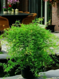 Japanse Esdoorn (Acer Palmatum 'Emerald Lace') -Planten Verkoopwinkel acer palm. emerald lace 2