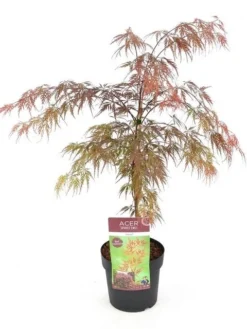 Japanse Esdoorn (Acer Palmatum 'Garnet') -Planten Verkoopwinkel acer palm. garnet c3