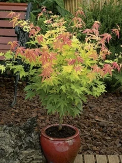 Japanse Esdoorn (Acer Palmatum 'Orange Dream') -Planten Verkoopwinkel acer palm. orange dream 2