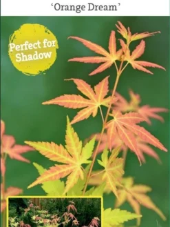 Japanse Esdoorn (Acer Palmatum 'Orange Dream') -Planten Verkoopwinkel acer palm. orange dream c3 1