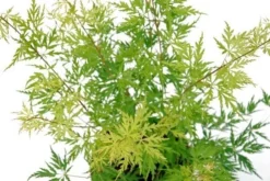 Japanse Esdoorn (Acer Palmatum 'Seiryu') -Planten Verkoopwinkel acer palm. seiryu