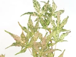 Japanse Esdoorn (Acer Palmatum 'Ukigumo') -Planten Verkoopwinkel acer palm. ukigumo 1 1