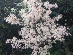 Japanse Esdoorn (Acer Palmatum 'Ukigumo') -Planten Verkoopwinkel acer palm. ukigumo 2 1