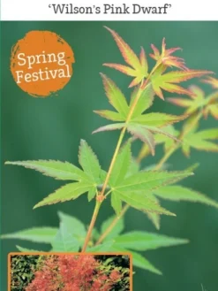 Japanse Esdoorn (Acer Palmatum 'Wilson's Pink Dwarf') -Planten Verkoopwinkel acer palm. wilson s pink dwarf c3 1