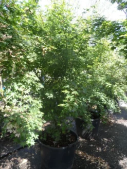 Japanse Esdoorn (Acer Palmatum) -Planten Verkoopwinkel acer palmatum 200 250 300 c130 1