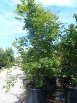 Japanse Esdoorn (Acer Palmatum) -Planten Verkoopwinkel acer palmatum 250 300 c500 1