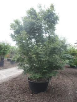 Japanse Esdoorn (Acer Palmatum) -Planten Verkoopwinkel acer palmatum 350 400 c500 1
