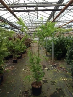 Japanse Esdoorn (Acer Palmatum 'Aoyagi') -Planten Verkoopwinkel acer palmatum aoyagi 175 200 1