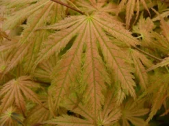 Japanse Esdoorn (Acer Palmatum 'Ariadne') -Planten Verkoopwinkel acer palmatum ariadne 1