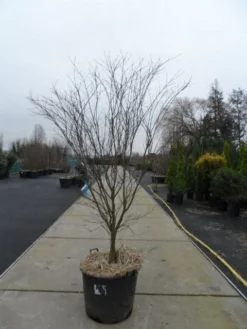 Japanse Esdoorn (Acer Palmatum 'Atropurpureum') -Planten Verkoopwinkel acer palmatum atropurpureum 200 250 c110 1