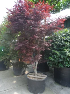 Japanse Esdoorn (Acer Palmatum 'Atropurpureum') -Planten Verkoopwinkel acer palmatum atropurpureum 250 300 c285