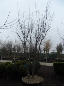 Japanse Esdoorn (Acer Palmatum 'Atropurpureum') -Planten Verkoopwinkel acer palmatum atropurpureum 300 350 c350 1