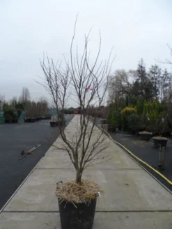 Japanse Esdoorn (Acer Palmatum 'Fireglow') -Planten Verkoopwinkel acer palmatum atropurpureum fireglow 200 250 c110