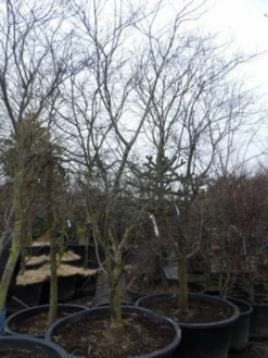 Japanse Esdoorn (Acer Palmatum 'Fireglow') -Planten Verkoopwinkel acer palmatum atropurpureum fireglow 250 300 c500 2