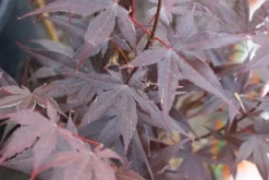 Japanse Esdoorn (Acer Palmatum 'Bloodgood') -Planten Verkoopwinkel acer palmatum bloodgood 2