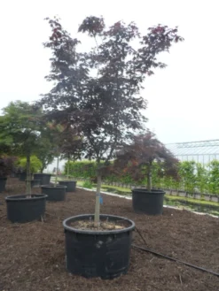 Japanse Esdoorn (Acer Palmatum 'Bloodgood') -Planten Verkoopwinkel acer palmatum bloodgood halfstam c750