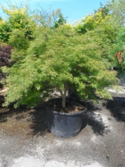 Japanse Esdoorn (Acer Palmatum 'Dissectum') -Planten Verkoopwinkel acer palmatum dissectum 125 150 175 c200 struikvorm extra 1