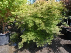 Japanse Esdoorn (Acer Palmatum 'Dissectum') -Planten Verkoopwinkel acer palmatum dissectum 125 150 175 c200 struikvorm extra 2 1
