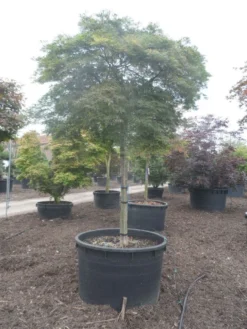 Japanse Esdoorn (Acer Palmatum 'Dissectum') -Planten Verkoopwinkel acer palmatum dissectum 25 30ho c750 2 1
