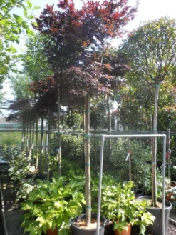 Japanse Esdoorn (Acer Palmatum 'Fireglow') -Planten Verkoopwinkel acer palmatum fireglow 12 14ho cont