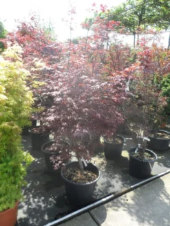 Japanse Esdoorn (Acer Palmatum 'Fireglow') -Planten Verkoopwinkel acer palmatum fireglow 150 175 c50