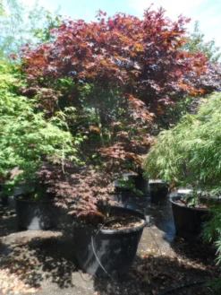 Japanse Esdoorn (Acer Palmatum 'Fireglow') -Planten Verkoopwinkel acer palmatum fireglow 250 300 c500