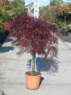 Japanse Esdoorn (Acer Palmatum 'Garnet') -Planten Verkoopwinkel acer palmatum garnet halfstam c25
