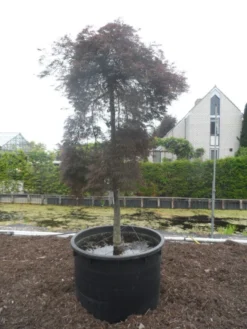 Japanse Esdoorn (Acer Palmatum 'Inabe-shidare') -Planten Verkoopwinkel acer palmatum inabe shidare 20 25ho c750