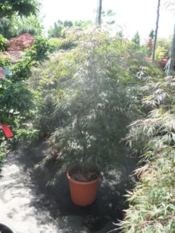 Japanse Esdoorn (Acer Palmatum 'Ornatum') -Planten Verkoopwinkel acer palmatum ornatum 125 150 c25