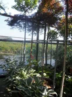 Japanse Esdoorn (Acer Palmatum 'Ornatum') -Planten Verkoopwinkel acer palmatum ornatum 180 200stam 10 12 1