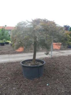 Japanse Esdoorn (Acer Palmatum 'Ornatum') -Planten Verkoopwinkel acer palmatum ornatum halfstam c500 solitair extra 1