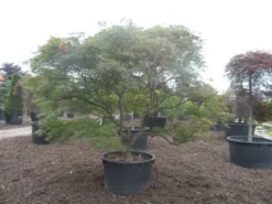 Japanse Esdoorn (Acer Palmatum 'Ornatum') -Planten Verkoopwinkel acer palmatum ornatum solitair extra