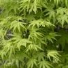 Japanse Esdoorn (Acer Palmatum 'Ryusen')