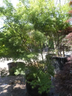 Japanse Esdoorn (Acer Palmatum 'Seiryu') -Planten Verkoopwinkel acer palmatum seiryu 225 250 c160 1