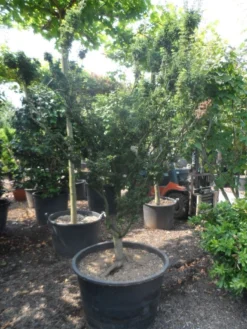 Japanse Esdoorn (Acer Palmatum 'Shishigashira') -Planten Verkoopwinkel acer palmatum shishigashira solitair c285 2