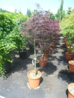Japanse Esdoorn Op Stam (Acer Palmatum 'Tamuke Yama') -Planten Verkoopwinkel acer palmatum tamukeyama halfstam c12