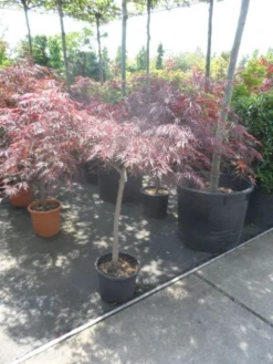 Japanse Esdoorn Op Stam (Acer Palmatum 'Tamuke Yama') -Planten Verkoopwinkel acer palmatum tamukeyama halfstam c20