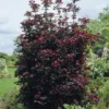 Rode Esdoorn Beveerd (Acer Platanoides 'Crimson Sentry')