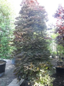 Rode Esdoorn Beveerd (Acer Platanoides 'Crimson Sentry') -Planten Verkoopwinkel acer platanoides crimson sentry 250 300 c240