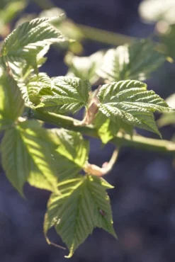 Japanse Slangehuidesdoorn (Acer Rufinerve)