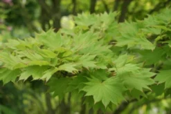 Japanse Esdoorn (Acer Shirasawanum 'Aureum') -Planten Verkoopwinkel acer shirasawanum aureum 1 1