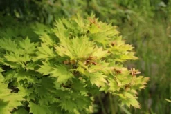 Japanse Esdoorn (Acer Shirasawanum 'Aureum') -Planten Verkoopwinkel acer shirasawanum aureum 3 1
