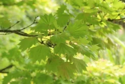 Japanse Esdoorn (Acer Shirasawanum 'Aureum') -Planten Verkoopwinkel acer shirasawanum aureum 4